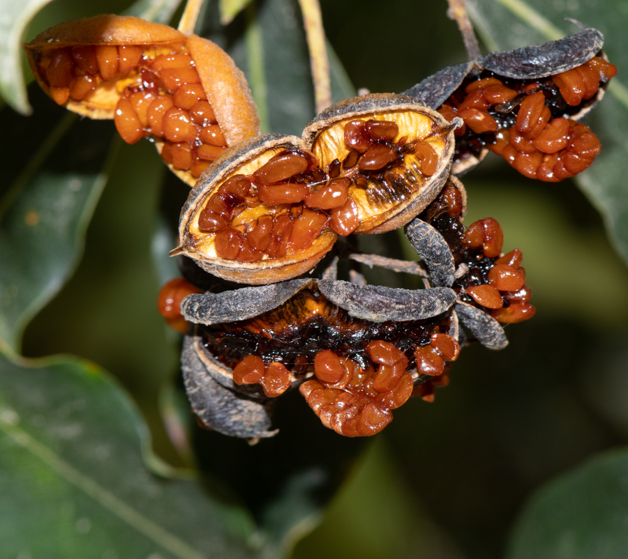 Image of Pittosporum undulatum specimen.