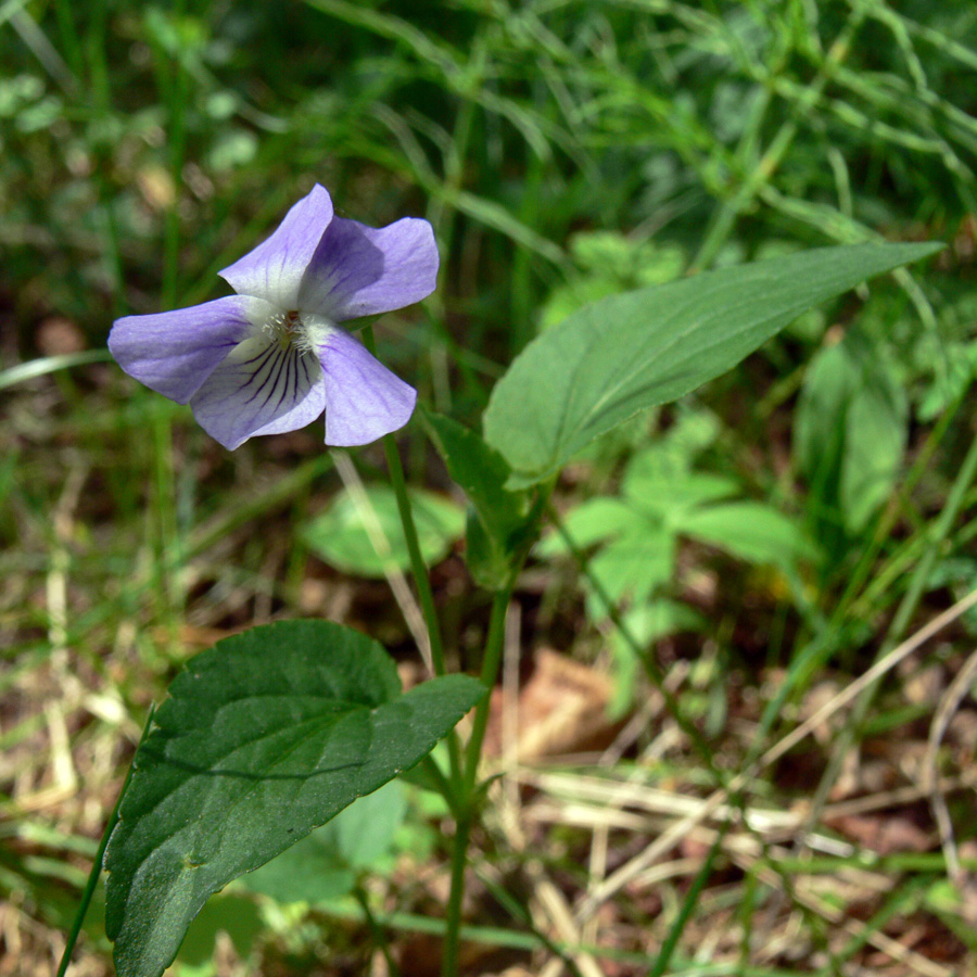 Изображение особи Viola ruppii.