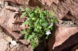 Geranium robertianum