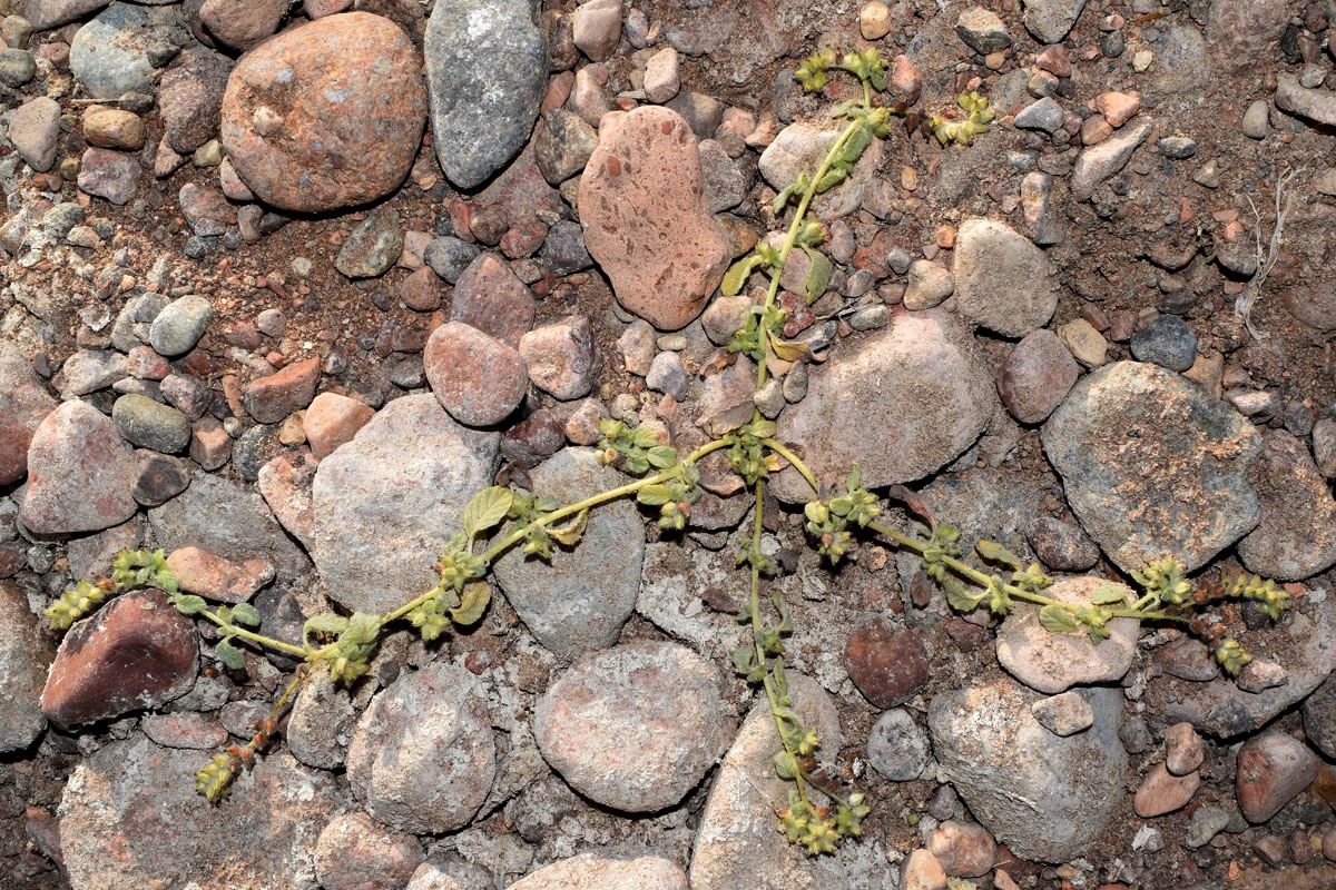 Image of Heliotropium supinum specimen.