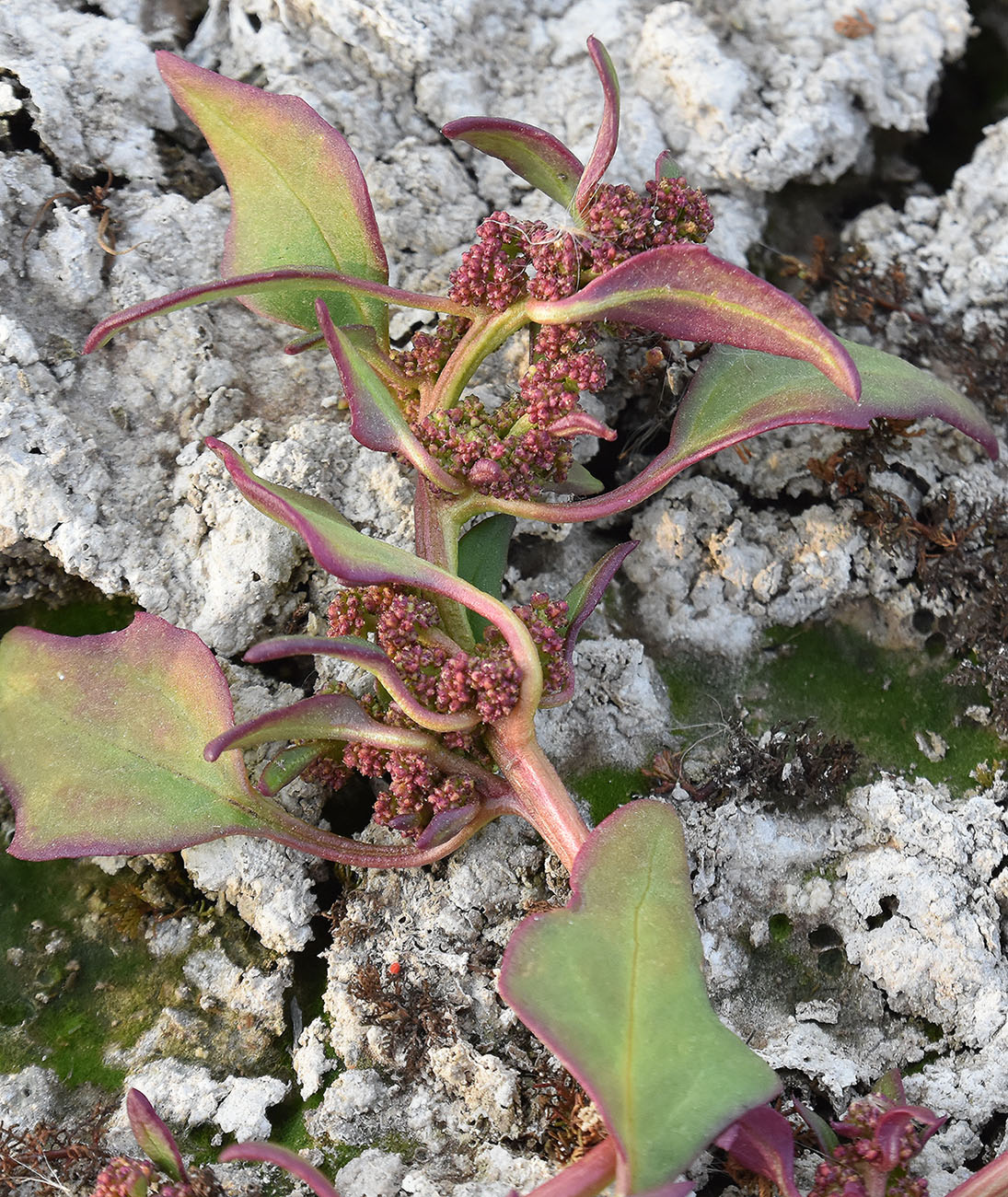 Изображение особи Oxybasis chenopodioides.