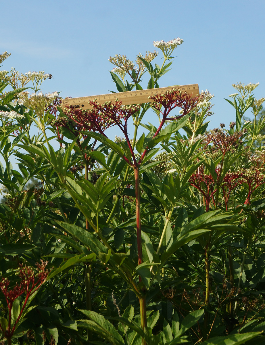 Изображение особи Sambucus ebulus.