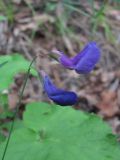 Lathyrus cyaneus