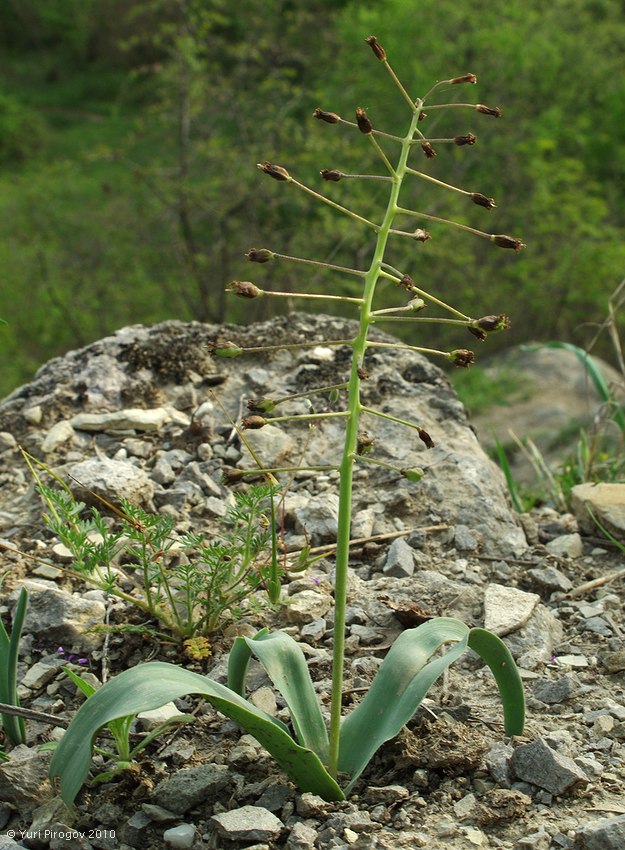 Image of Bellevalia speciosa specimen.