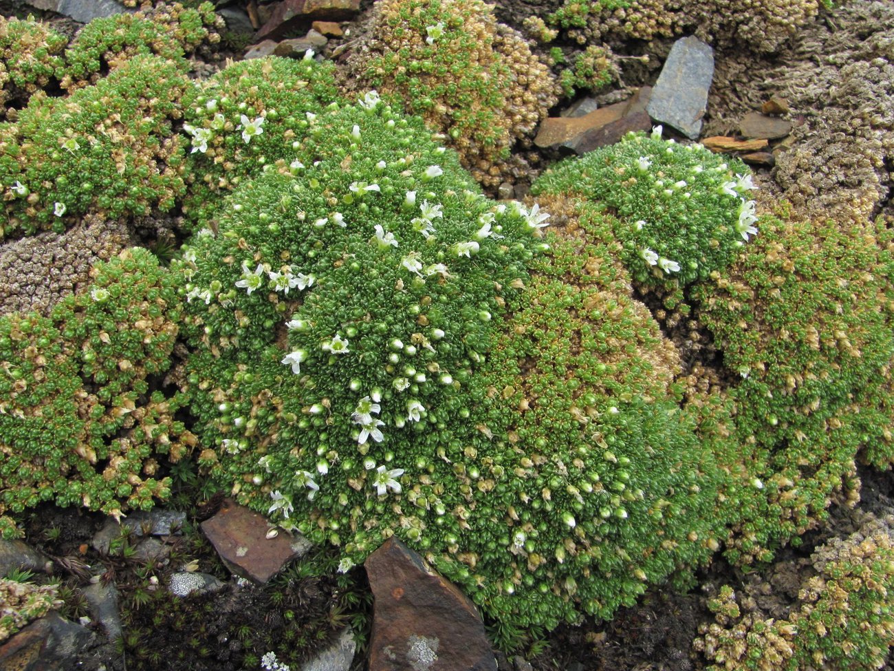 Image of Minuartia brotheriana specimen.