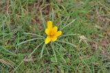 Crocus korolkowii