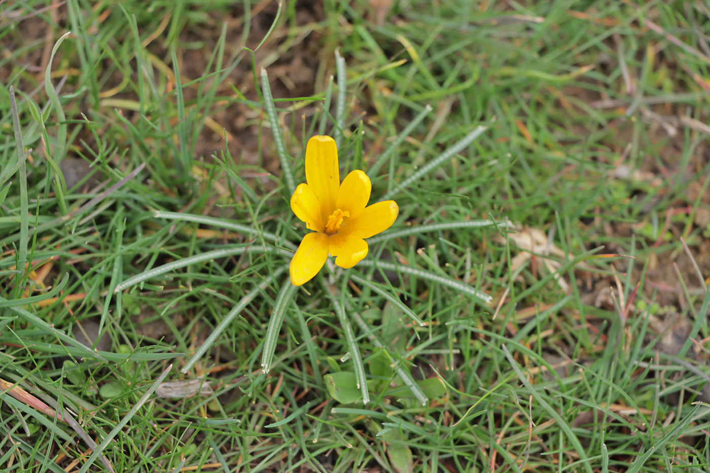 Изображение особи Crocus korolkowii.