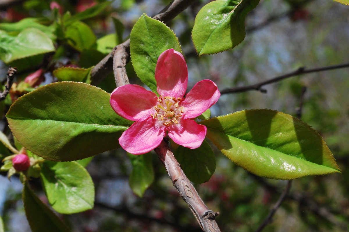 Изображение особи Pseudocydonia sinensis.