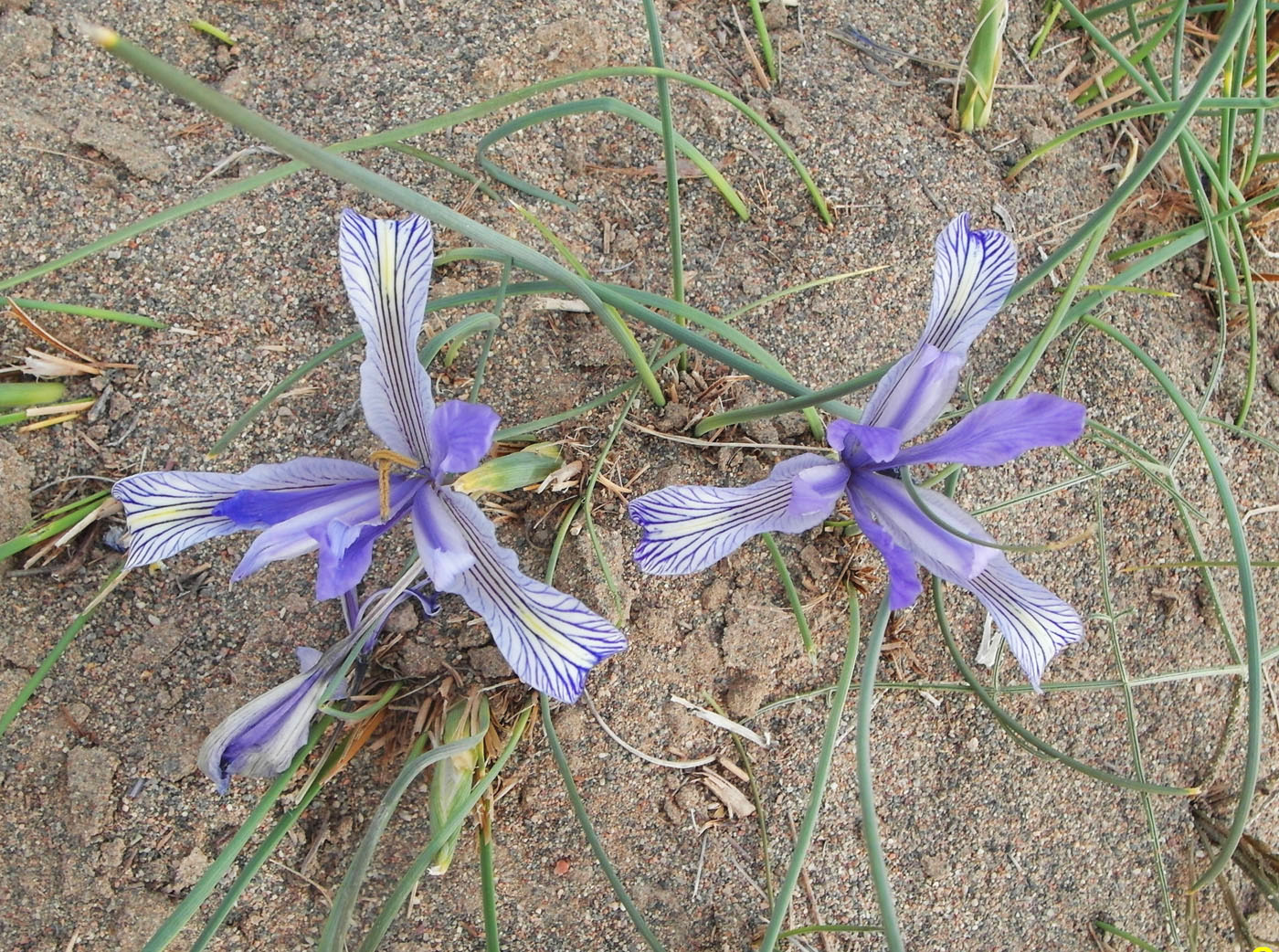 Image of Iris tenuifolia specimen.