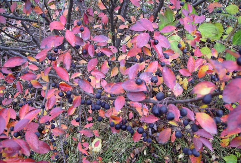 Image of Cotoneaster lucidus specimen.