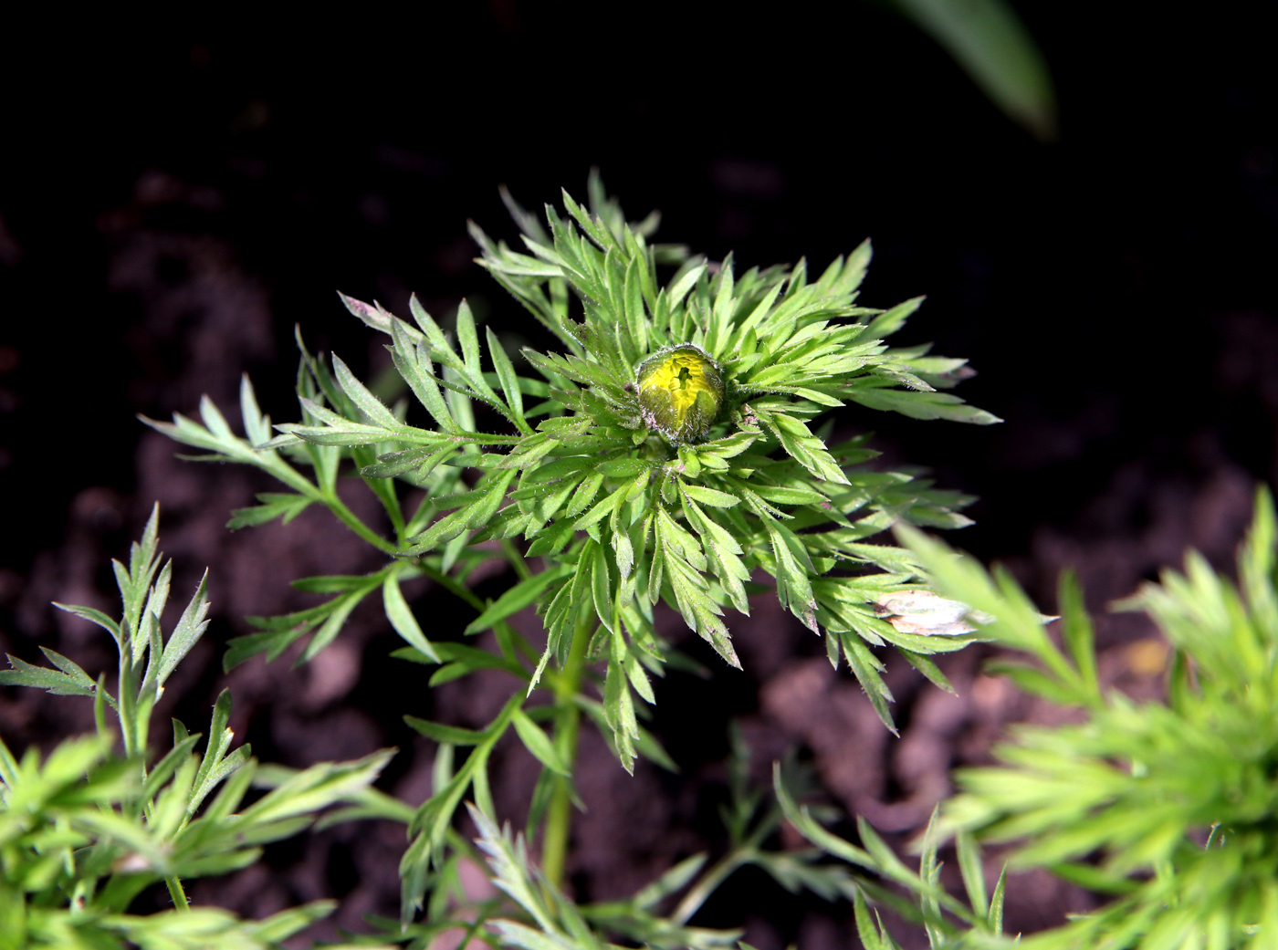 Image of Adonis volgensis specimen.