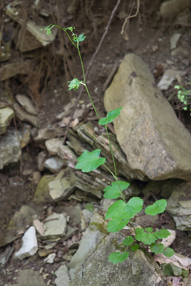 Изображение особи Pimpinella tripartita.