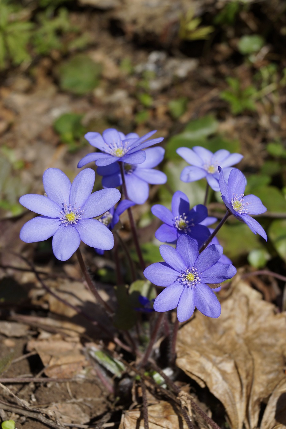 Image of Hepatica nobilis specimen.