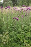 Cirsium heterophyllum