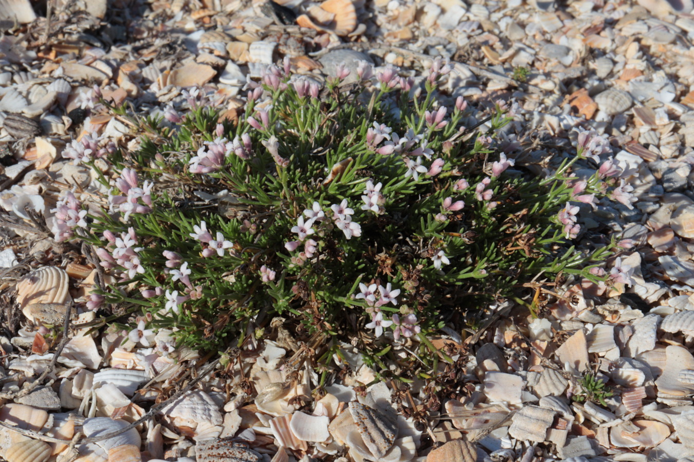 Изображение особи Asperula cimmerica.