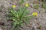 Taraxacum krasnikovii