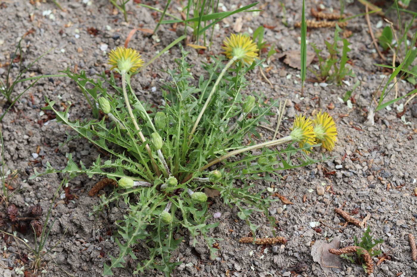 Image of Taraxacum krasnikovii specimen.