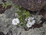 Cerastium polymorphum