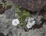 Cerastium polymorphum. Цветущее растение. Зольский р-н, северные склоны Эльбруса, окр. ур. Аэродром, выс. ок. 2650 м н.у.м., скала. 14.07.2022.