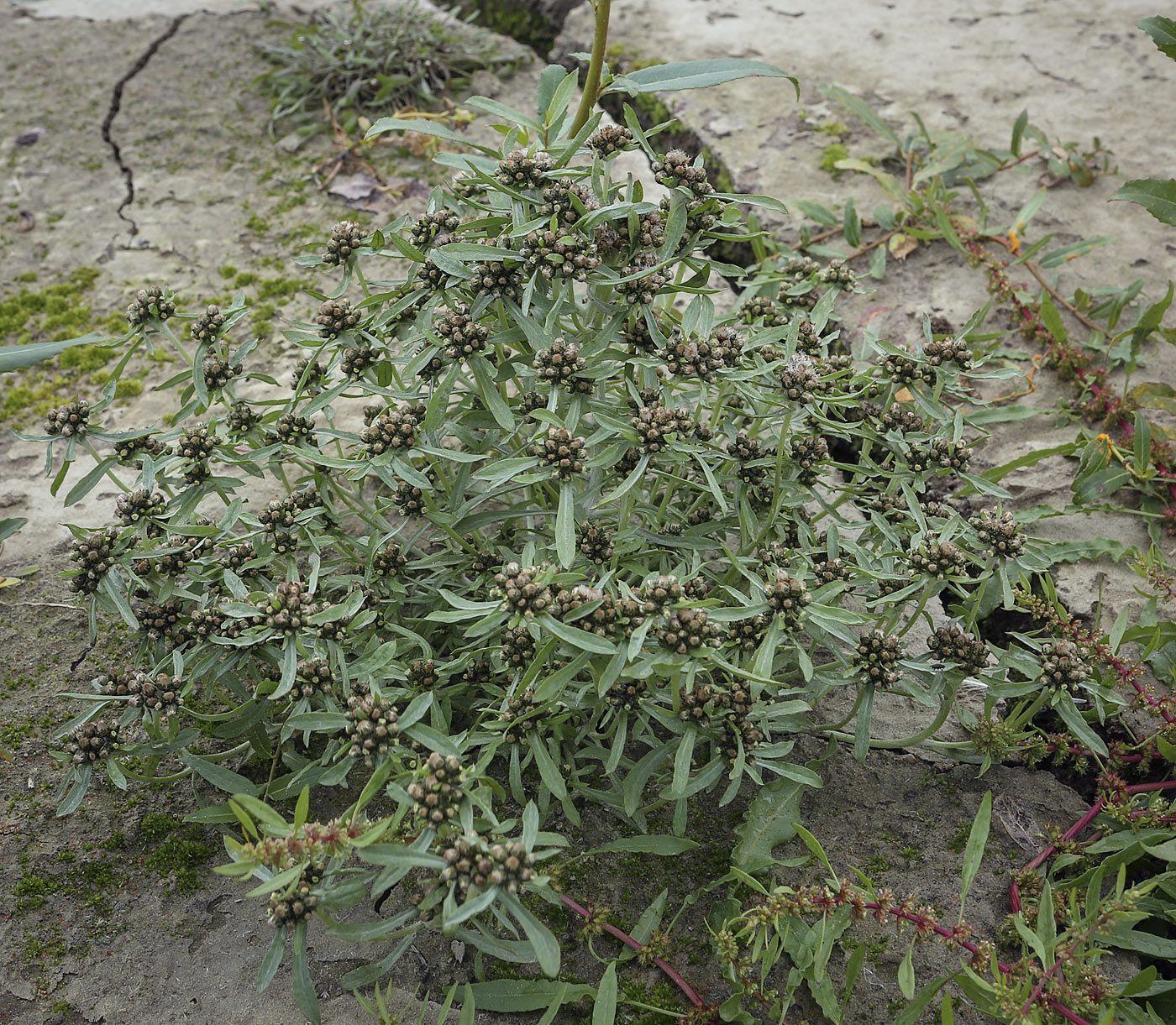 Image of Gnaphalium pilulare specimen.