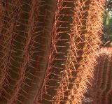 Ferocactus pilosus