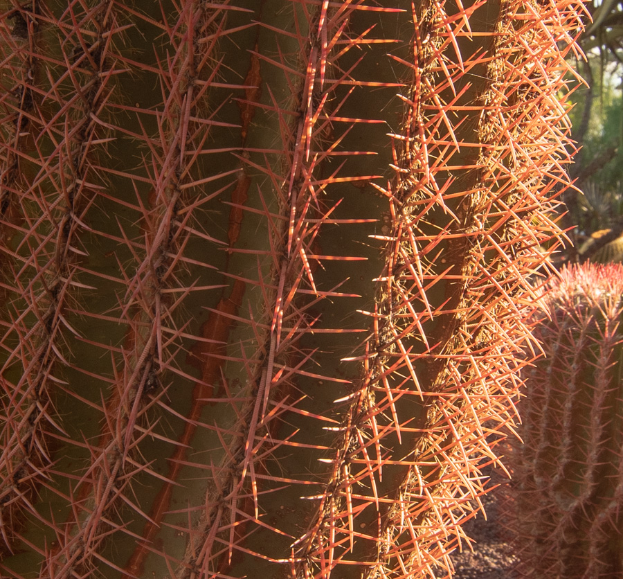 Изображение особи Ferocactus pilosus.