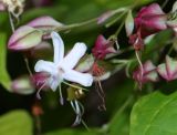 Clerodendrum trichotomum. Цветущий и отцветший цветки. Крым, Южный Берег, Никитский ботанический сад, в культуре. 29.10.2021.