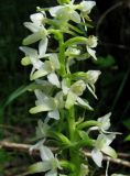 Platanthera zhelesnajae