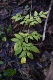 Angelica sylvestris