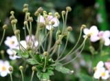 Anemone hupehensis