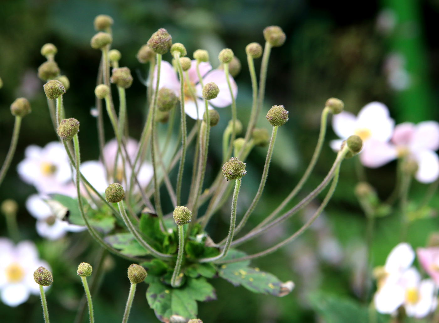 Изображение особи Anemone hupehensis.