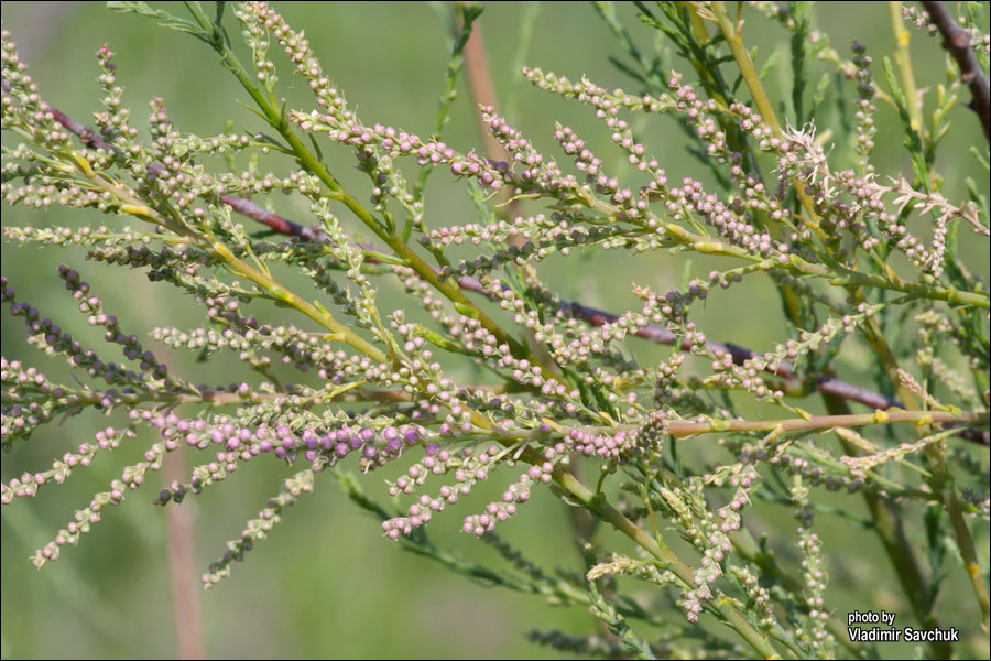 Image of Tamarix ramosissima specimen.