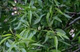 Persica vulgaris. Часть ветви с развивающимися плодами. Дагестан, г. Дербент, в культуре. 04.05.2022.