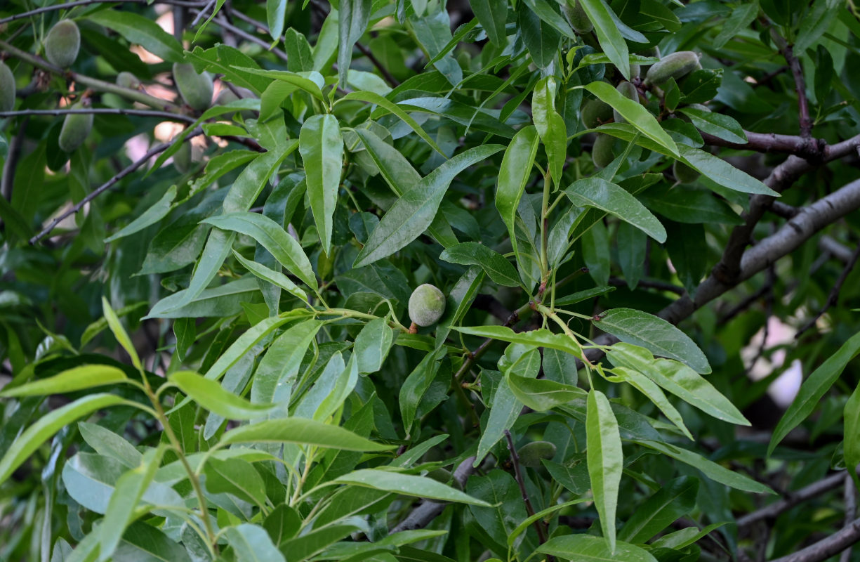 Изображение особи Persica vulgaris.