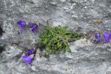 Campanula sosnowskyi. Цветущее растение. Ингушетия, Джейрахский р-н, окр. перевала Цей-Лоам, ≈ 2200 м н.у.м, на скале известняка. 23 июня 2022 г.