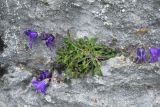 Campanula sosnowskyi