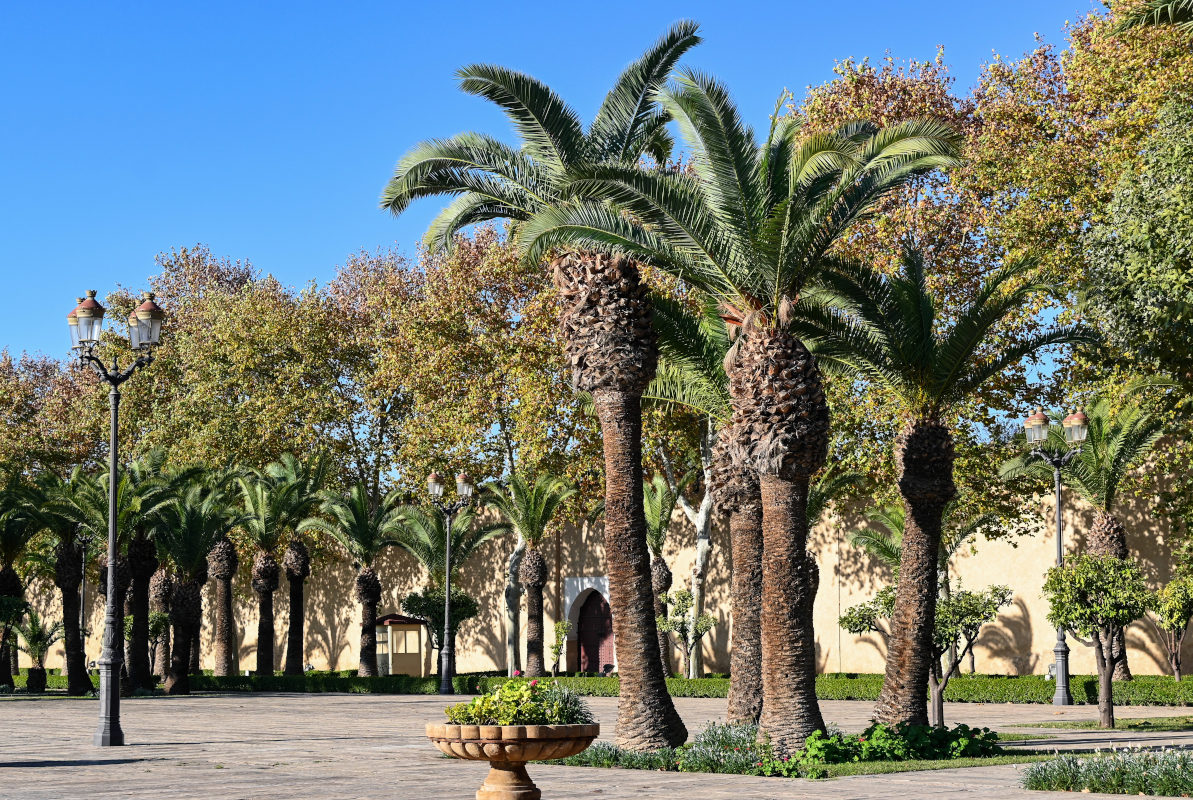 Image of Phoenix canariensis specimen.