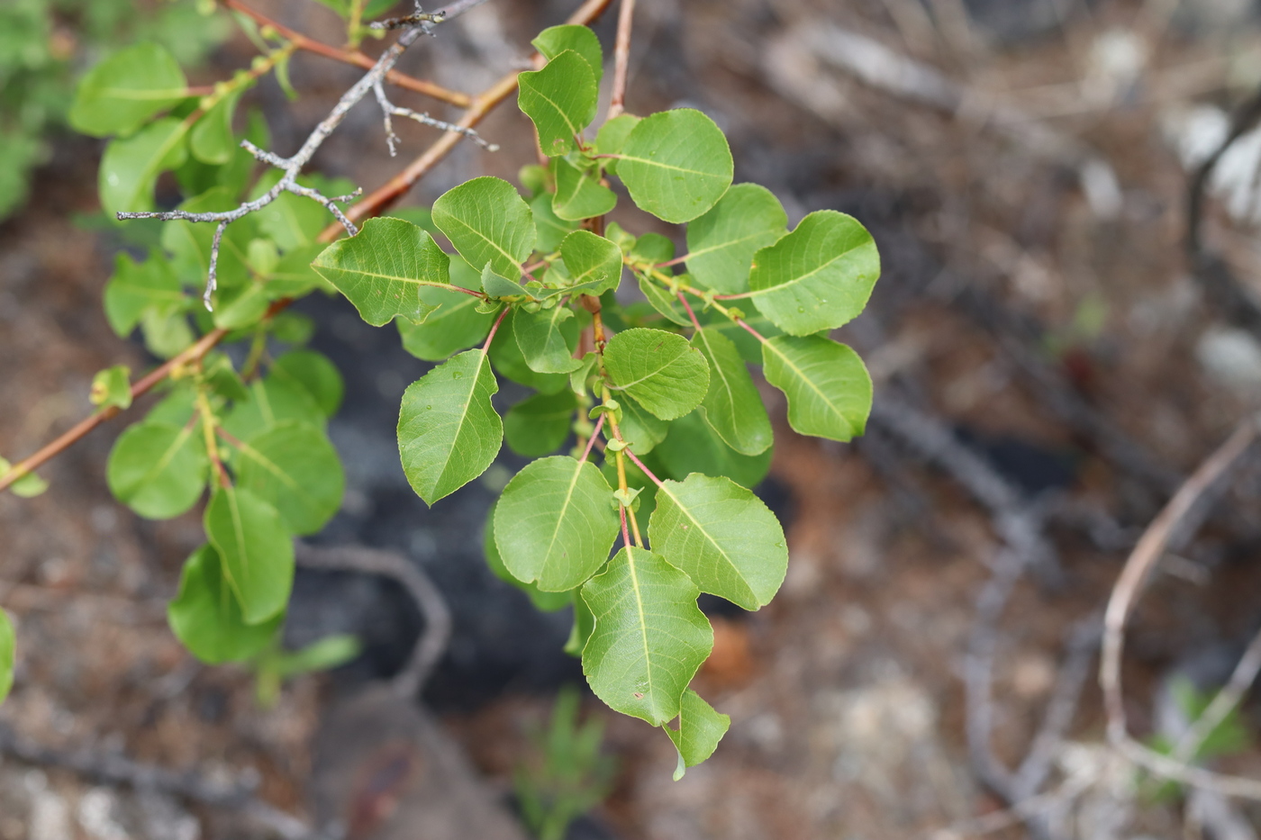 Image of Salix pyrolifolia specimen.