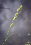 Carex canescens