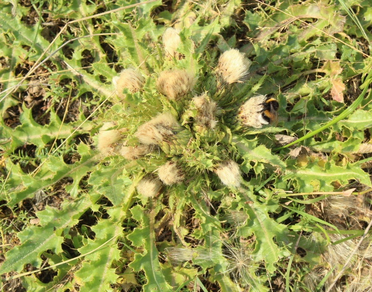 Image of Cirsium esculentum specimen.