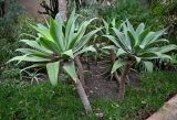 Agave attenuata