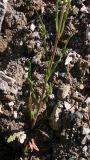 Crepis tectorum