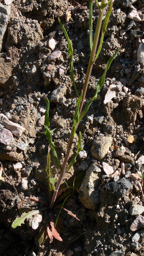 Изображение особи Crepis tectorum.