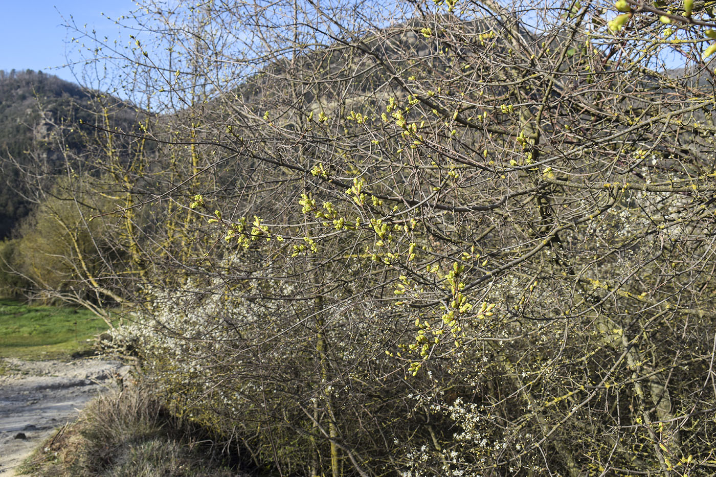 Image of Acer opalus specimen.