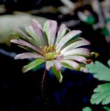 Anemone banketovii