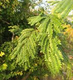 Gleditsia × texana