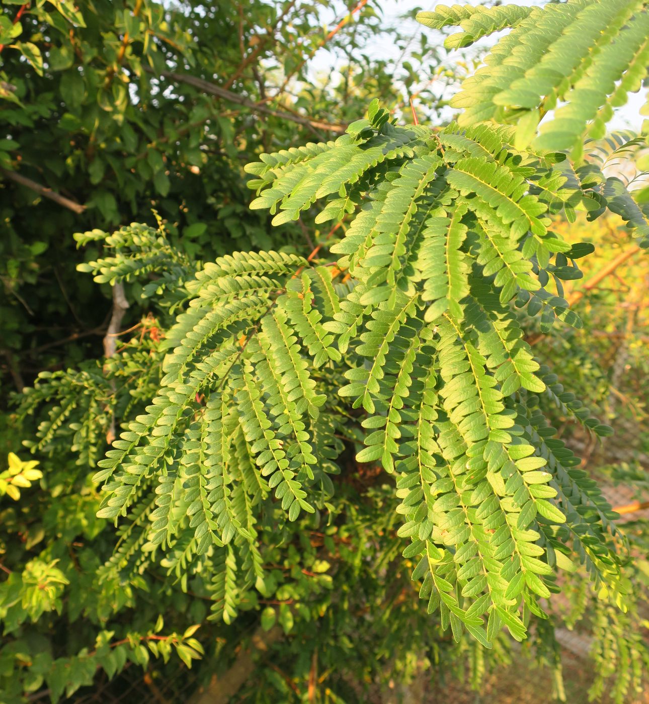 Image of Gleditsia &times; texana specimen.