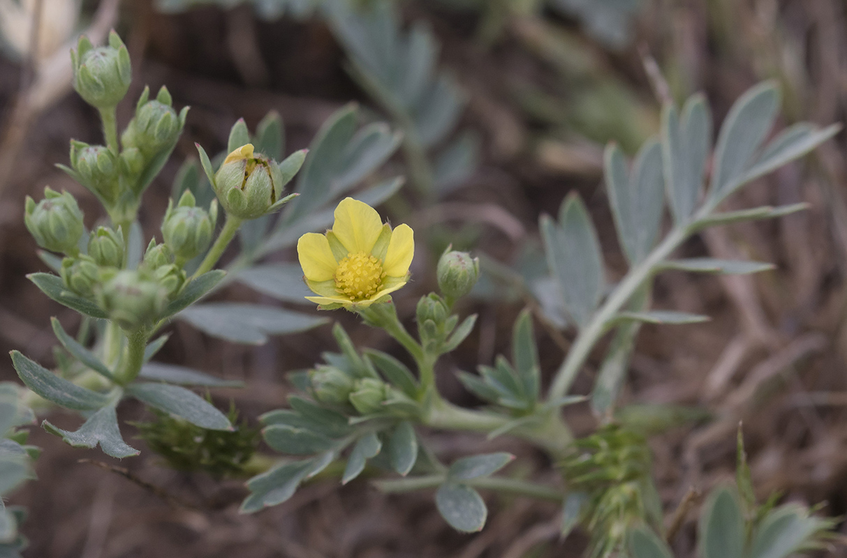 Изображение особи род Potentilla.