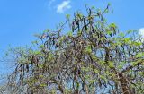 Delonix regia. Ветви плодоносящего дерева. Египет, мухафаза Эль-Гиза, г. Эль-Гиза, в культуре. 28.04.2023.