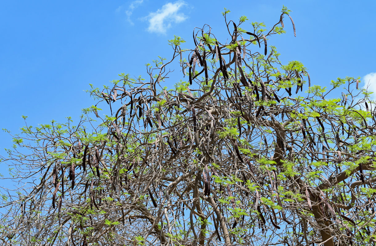 Image of Delonix regia specimen.